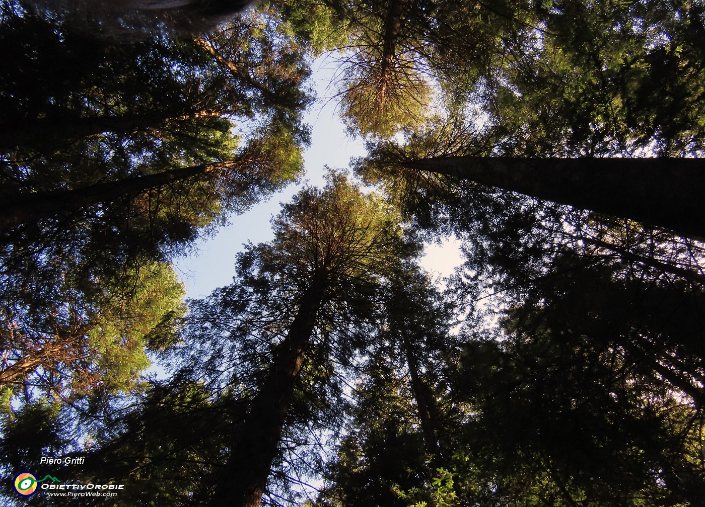 59 Splendidi alti abeti secolari svettano in cielo.JPG